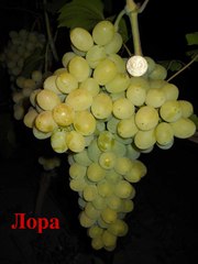 продам саженцы винограда