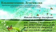Саженцы,  саджанці,  Плодопитомник  Летичев-сад