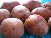 Продам картофель оптом
