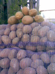 Продам картофель по 1.50 грн                                          