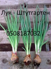 Продам лук севок Штутгартен на зелень. цена 6 гр. 