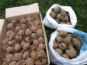 продам картошку семенную