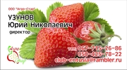 Лук и капуста от производителя