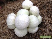 Продам капусту. Сорт Агрессор