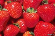 продам опт. клубнику с 15.05.2012 года