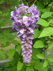 Глициния (wisteria floribunda),  саженцы,  растения открытого грунта