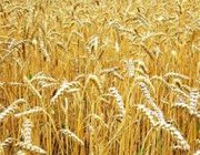 продаю семяна озимого ячменя
