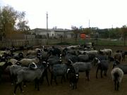 Продам овец романовской породы, баранину.