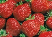 Продам саженцы клубники сорта Полка 