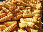 КУПЛЯ ЗЕРНОВЫЕ КУЛЬТУРЫ ПШЕНИЦА, КУКУРУДЗА, ЯЧМЕНЬ, СОЯ!!!
