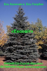 Ель Колючая и  Ель Голубая