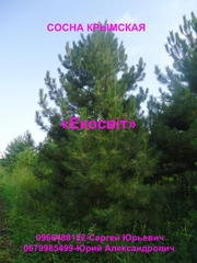 Саженцы сосны крымской