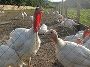 продам индюшат