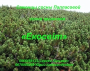 Саженцы сосны Палласовой черной
