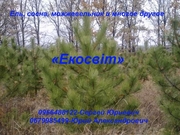 Ель,  сосна,  можжевельник и многое другое