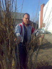 продажа саженци