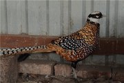 Фазан королевский
