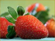 СТАРК КРИМСОН КИНГ саженцы клубники