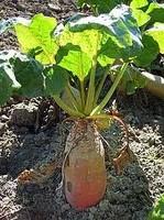 продаю семена кормовой свеклы 