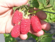 продам саженцы клубники frigo,  малины,  ежевики из Европы.