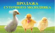  Добовий та підрощений молодняк птиці і корма для них