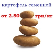 Продам картофель посадочный семенной сортовой