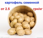 картофель посадочный семенной
