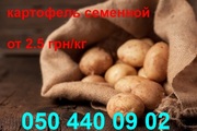 картофель посадочный семенной продажа