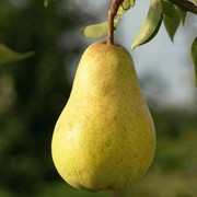 Предлагаем саженцы груш Изольда,  Бере Люка,  Секуи,  Ноябрьская,  Олимпик
