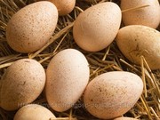 яйцо куриное инкубационное