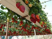 продам клубнику на высадку Гигантела 1грн 0639586944
