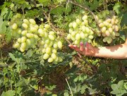 продам Киев - саженцы винограда
