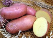 продам картоплю посадкову