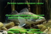 Личинка судака последние заказы