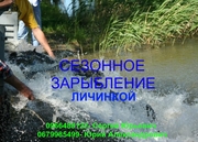 Личинка карпа по низким ценам