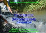 Карп личинка последний выклев