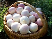 чеснок продам . ОДНОЗУБКА ВОЗДУШКА ЧЕСНОКА 