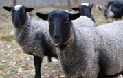 Продажа Баранов оптом и в розницу