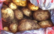 Продам домашний картофель. Срочно!!!