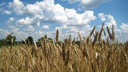 Элитные и репродукционные семена