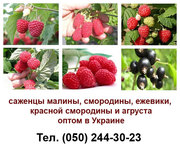Продам оптом саженцы малины,  смородины,  ежевики,  красной смородины 