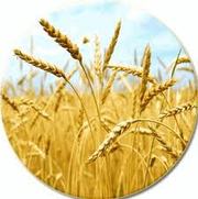 Куплю фуражную пшеницу 