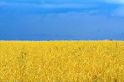 Купим зерновые,  масличные,  бобовые