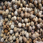 Перепелиные яйца,  перепелиное мясо продам. Оптом и в розницу.    