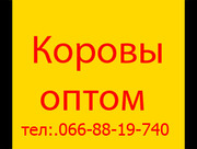 Продам 250 коров в живом весе