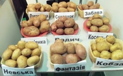 Продам картофель товарный и семенной