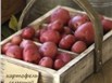 продам картофель товарный и семенной,  продам картоплю,  картопля