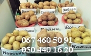 продам картофель семенной,  продам картоплю,  картопля