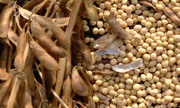продам семена сои,  лучший сорт для основного сева 