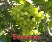   сеженцы    винограда 